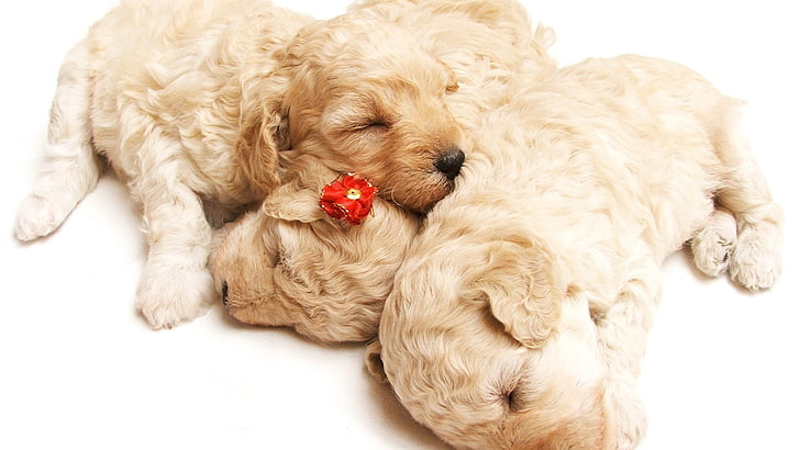 three short-coated beige puppies, sleeping, curly, holiday, dog