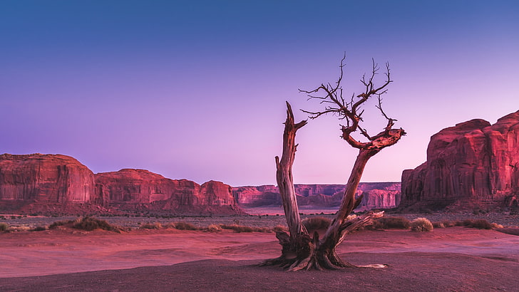 geology, dry tree, dried tree, lone tree, desert, navajo, navajo tribal park, HD wallpaper