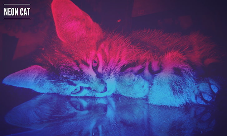 gray cat, neon, cyan, pink, animals, purple, blue, domestic cat, HD wallpaper