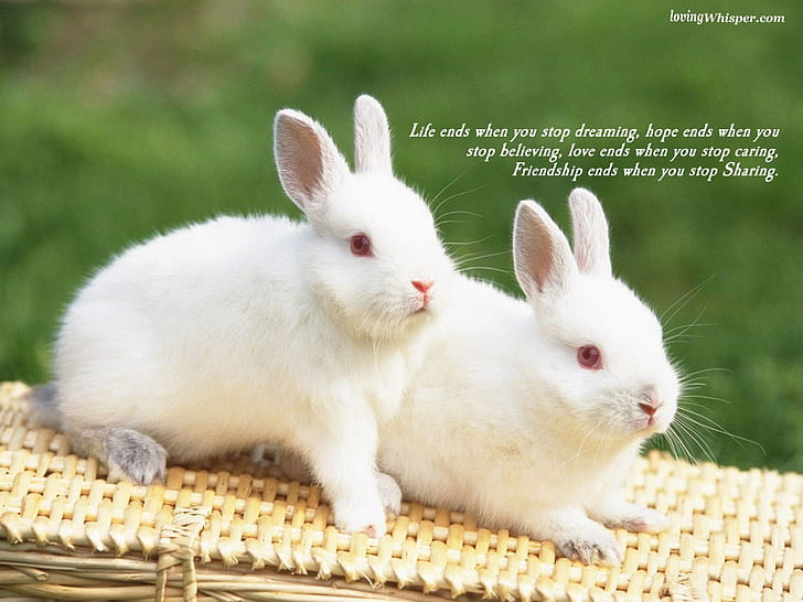 HD wallpaper: bunny, couple, friend, friendship, love, quotes, white |  Wallpaper Flare