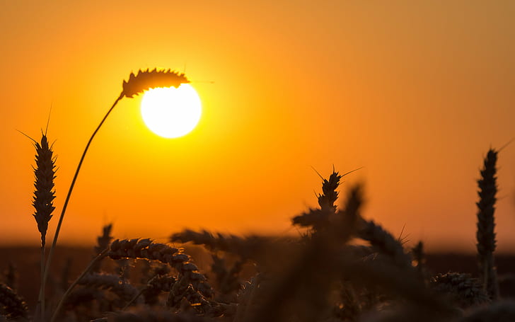silhouette of grass with sun photography, nature, sunset, summer, HD wallpaper