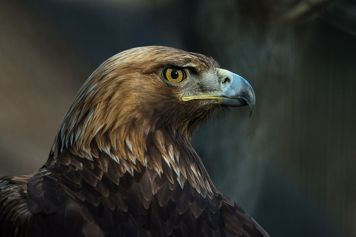 brown eagle, bird, beak, predator, look, eagle - Bird, bird of Prey, HD wallpaper