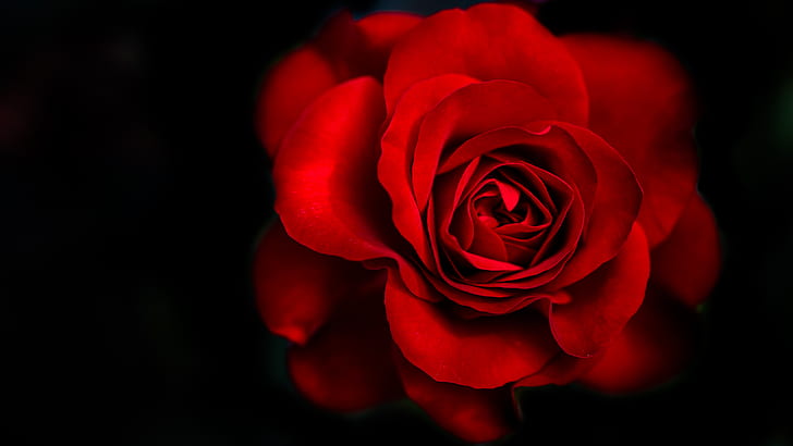 HD wallpaper: Red Rose, Dark background, 5K, flower, rose - flower,  flowering plant | Wallpaper Flare