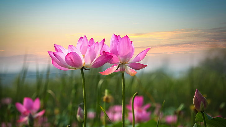 HD wallpaper: flower, sunrise, lotus