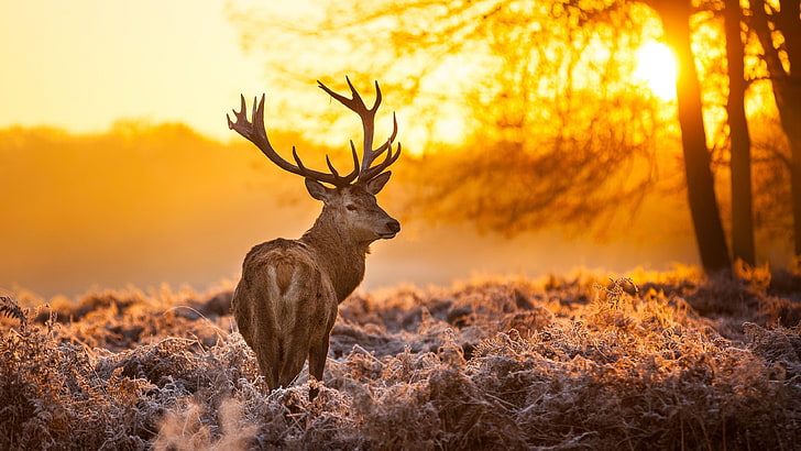 brown deer, nature, animals, trees, sunset, animals in the wild, HD wallpaper