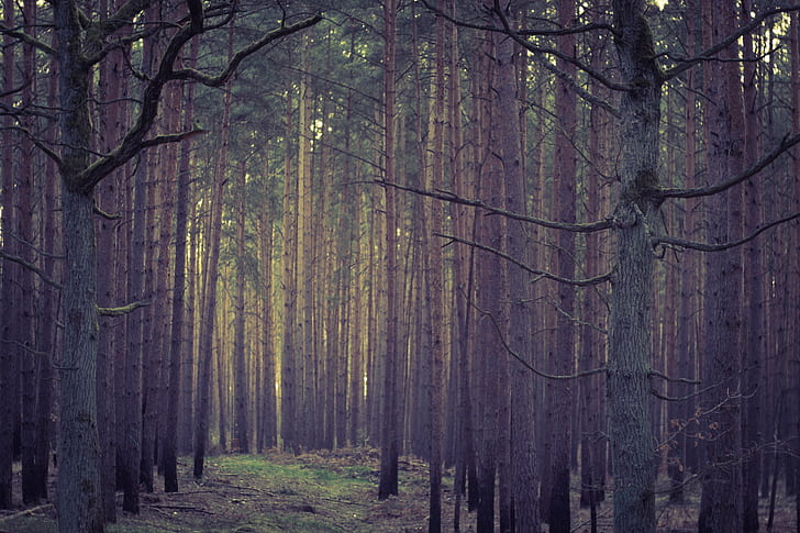 standing trees on the forest, Enter, if you dare, available light, HD wallpaper