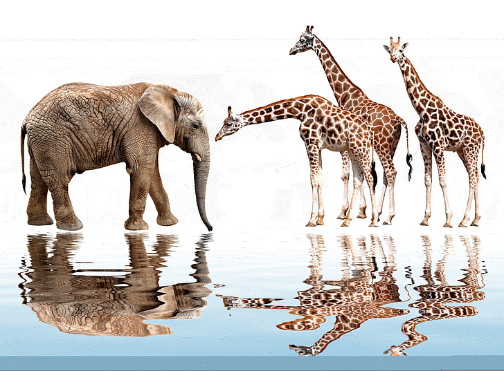 brown elephant and three giraffe, water, reflection, photoshop