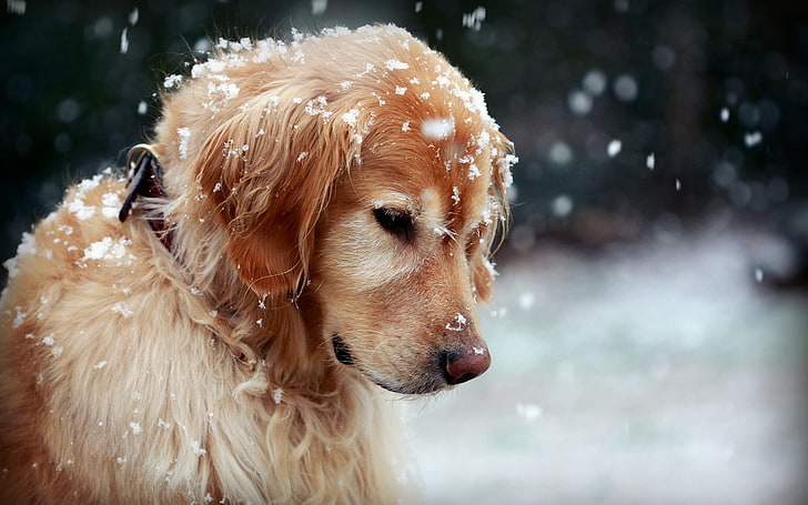 adult golden retriever, dog, snow