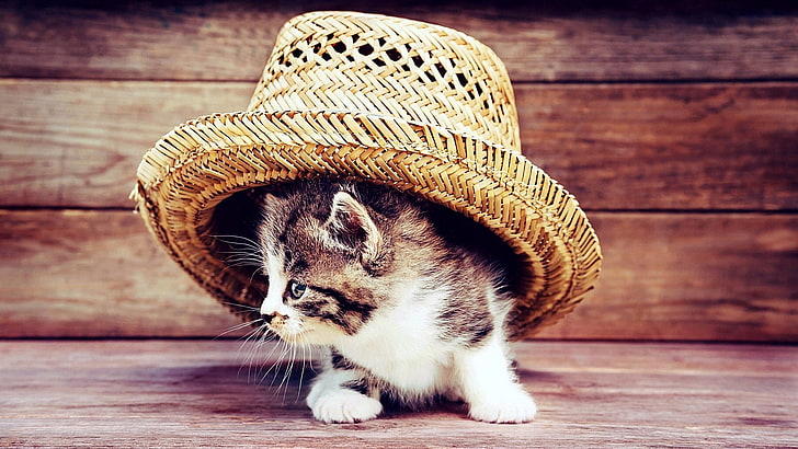 straw hat, cat, kitty, kitten, HD wallpaper