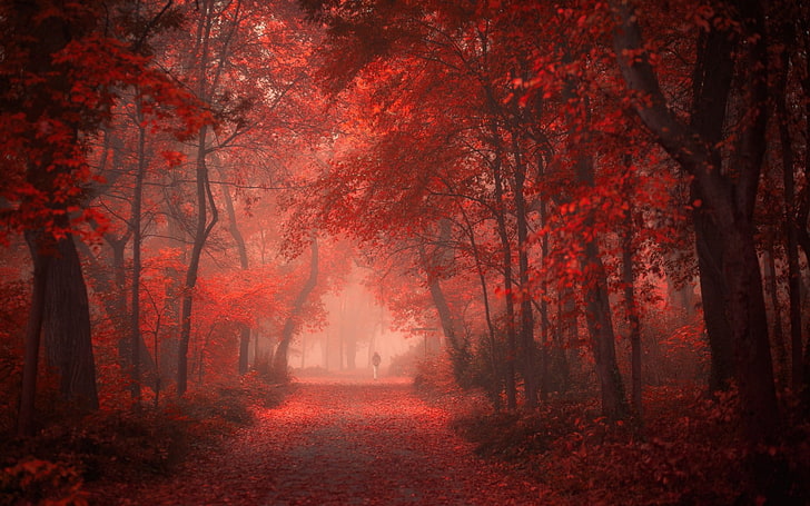nature, landscape, park, road, fall, red, leaves, mist, shrubs, HD wallpaper