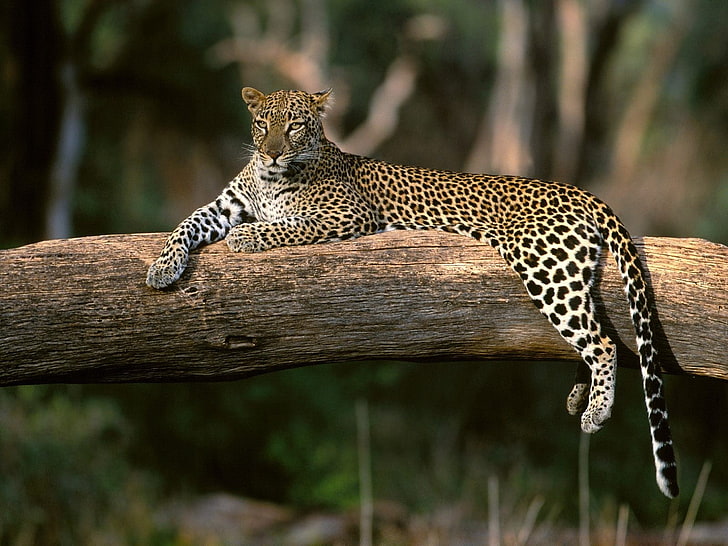 leopard on tree log, wood, down, predator, wildlife, animal, nature, HD wallpaper