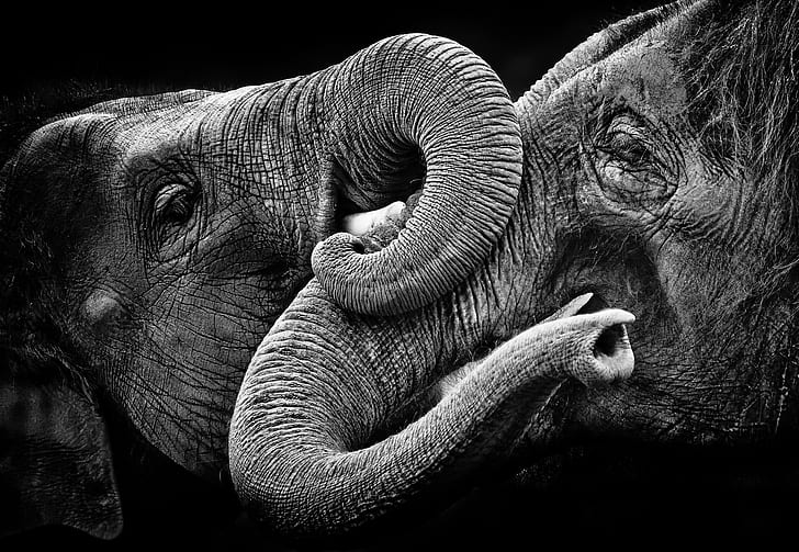 elephant, animals, monochrome, HD wallpaper