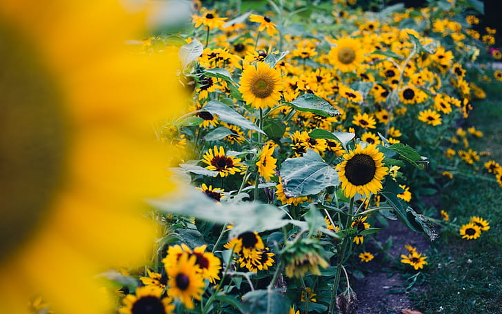 field, leaves, sunflowers, nature, background, widescreen, full screen