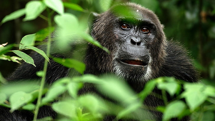black gorilla, monkey, grass, hide, branches, animal, primate, HD wallpaper