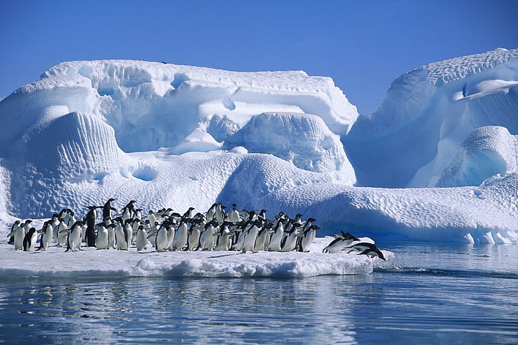 Adelie-penguin, flock of penguins, antarctica, animals, HD wallpaper
