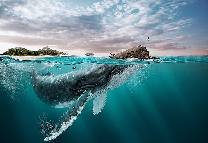 gray whale, nature, landscape, animals, water, underwater, Ecuador, HD wallpaper