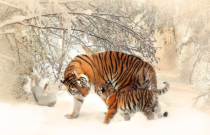 tiger, snow, winter, animals, cold temperature, animal themes