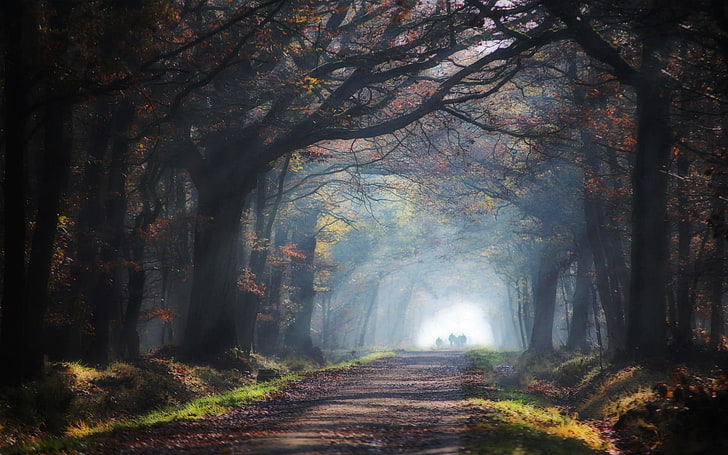 forest pathway, nature, landscape, road, leaves, sun rays, mist, HD wallpaper