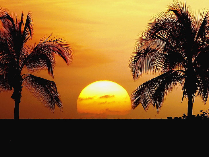 two coconut palm trees, sunset, tropical, silhouette, sky, horizon, HD wallpaper