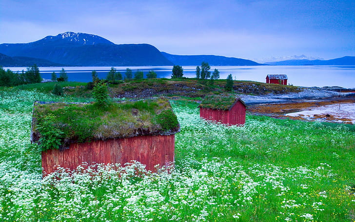 landscape, nordic landscapes, cabin, mountains, flowers, HD wallpaper