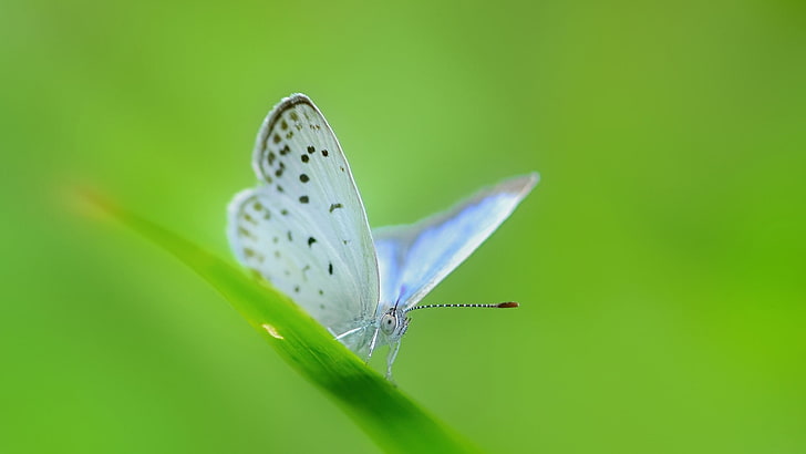 white and green bird print, butterfly, invertebrate, animal themes, HD wallpaper