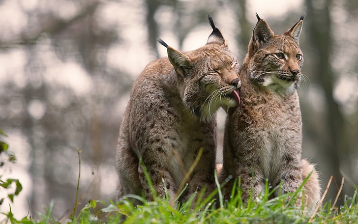 two Lynx, big cats, animals, nature, animal themes, mammal, group of animals
