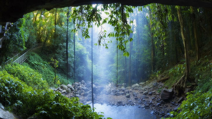 Amazing Spot In A Rain Forest, jungle, vines, bridge, pool, nature and landscapes