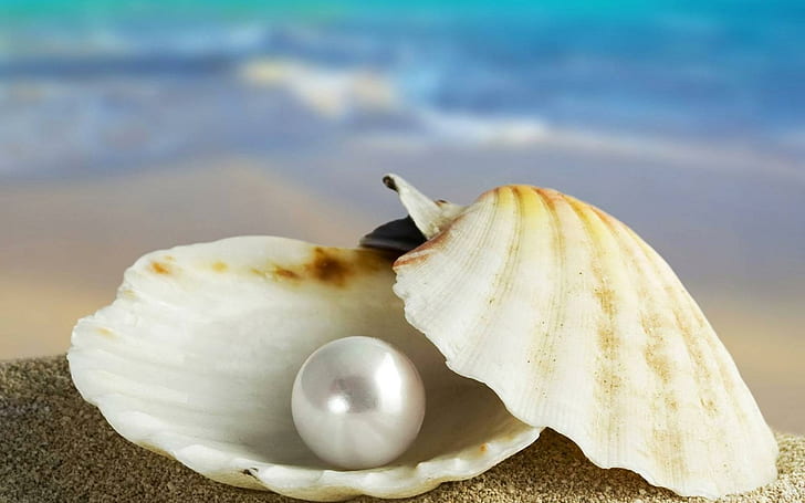 I Found This Pearl In The Sea For You, white pearl and sea shell, HD wallpaper