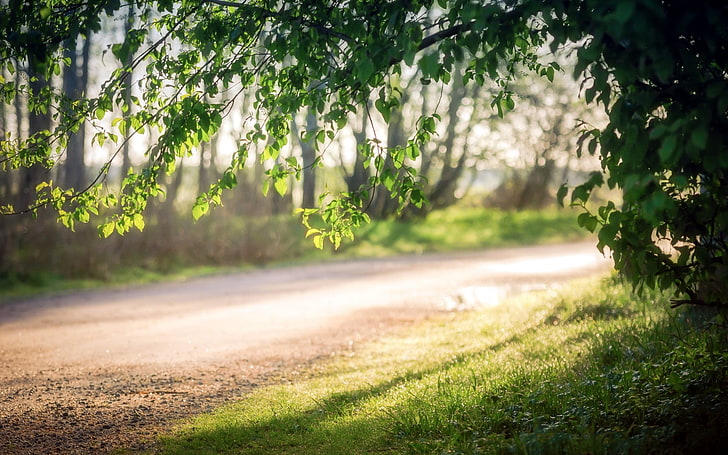 brown pathway, forest, nature, road, branch, sunlight, depth of field, HD wallpaper