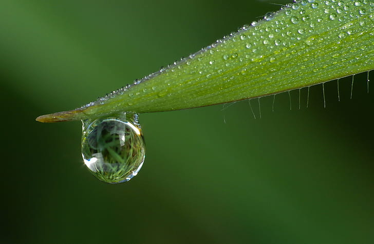 photography of a water drop in green leaf, Pentax K-30, Tamron