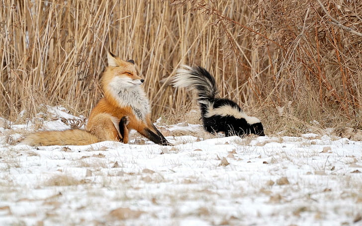 Fox sprayed by the skunk, orange fox, animals, 2560x1600, HD wallpaper