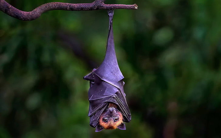HD wallpaper: Bat Hanging Upside Down On Branch, black and brown bat,  Animals | Wallpaper Flare