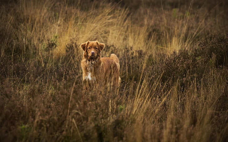 short-coated brown dog, animals, nature, Nova Scotia Duck Tolling Retriever, HD wallpaper