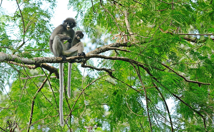 Dusky Leaf Monkeys, Animals, Wild, Trees, National, Thailand, HD wallpaper