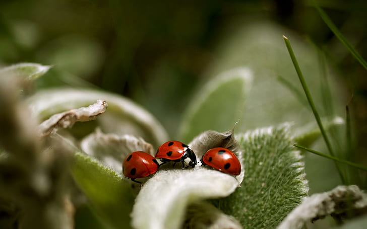 Ladybug Meeting, ladybird, nature, leaves, leaf, grass, macro, HD wallpaper