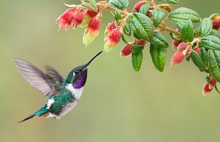 Birds, Hummingbird, Flower, Wildlife