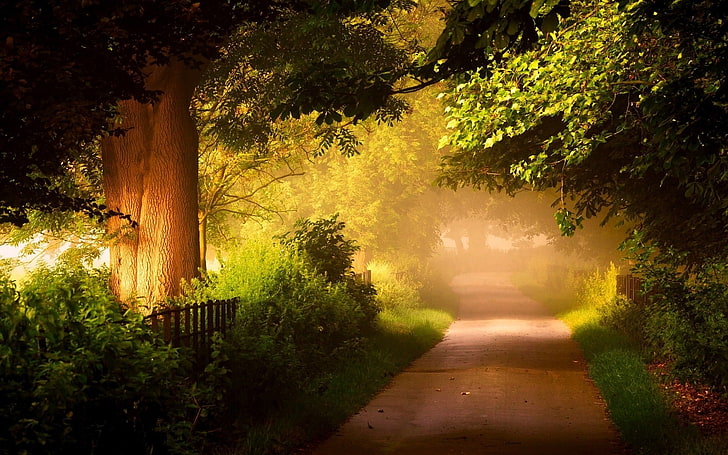 pathway, trees, plants, direction, beauty in nature, the way forward, HD wallpaper