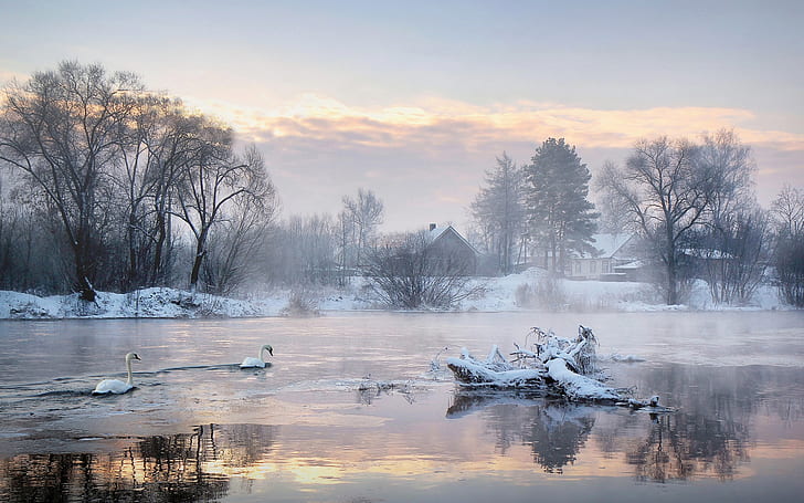 Winter morning, trees, houses, lake, swans