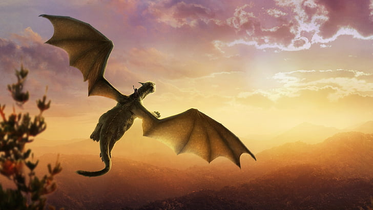 closeup photo of flying dragon during golden time graphic wallpaper, HD wallpaper