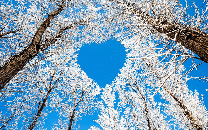 Winter, trees, snow, white, sky, love heart, HD wallpaper