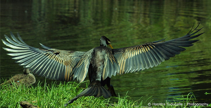 black swan spreading its wings near on river, darter, darter