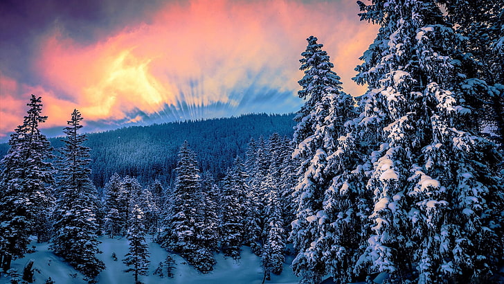 snow-covered pine trees, nature, forest, winter, sunset, plant