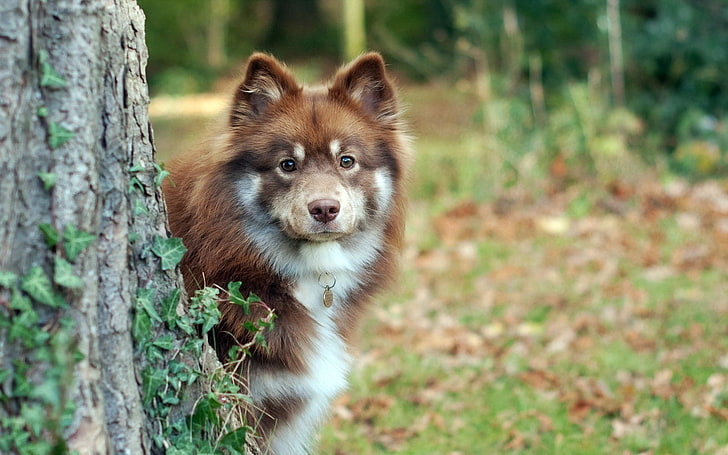 adult brown and white Alaskan malamute, dog, tree, grass, looking out