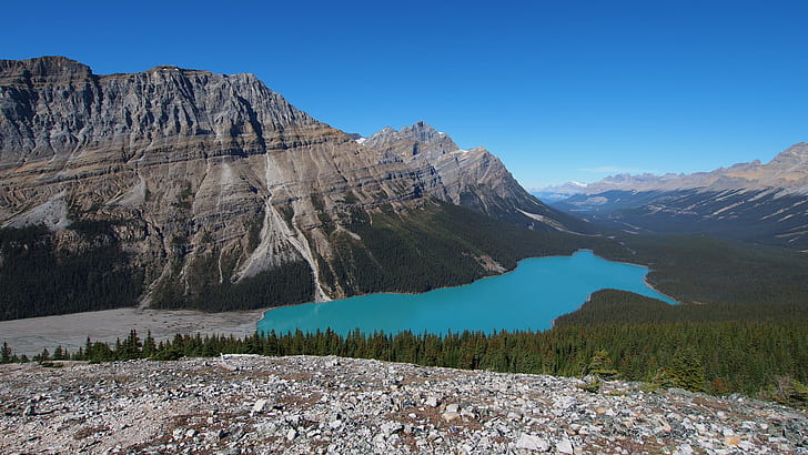 mountain near the body of water surrounded with green trees, peyto lake, peyto lake