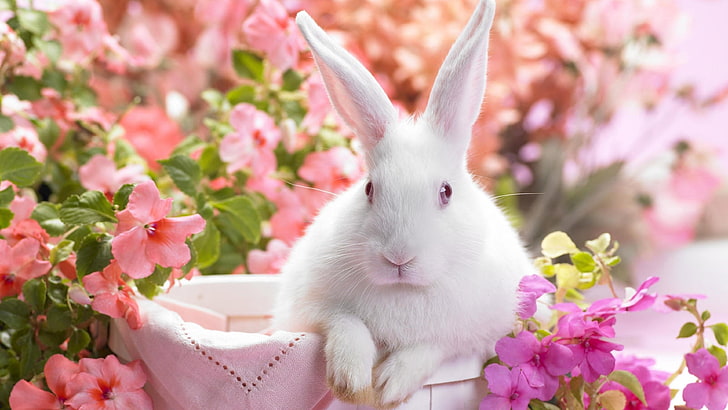 rabbit, flowers, spring, easter, bunny, white rabbit