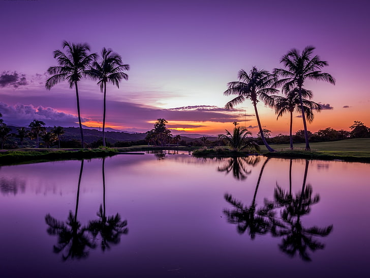 coconut palm trees reflecting on lake nature photography, water