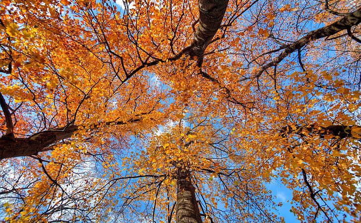 Golden Maple Trees, Seasons, Autumn, Yellow, Leaves, Japan, Fall, HD wallpaper