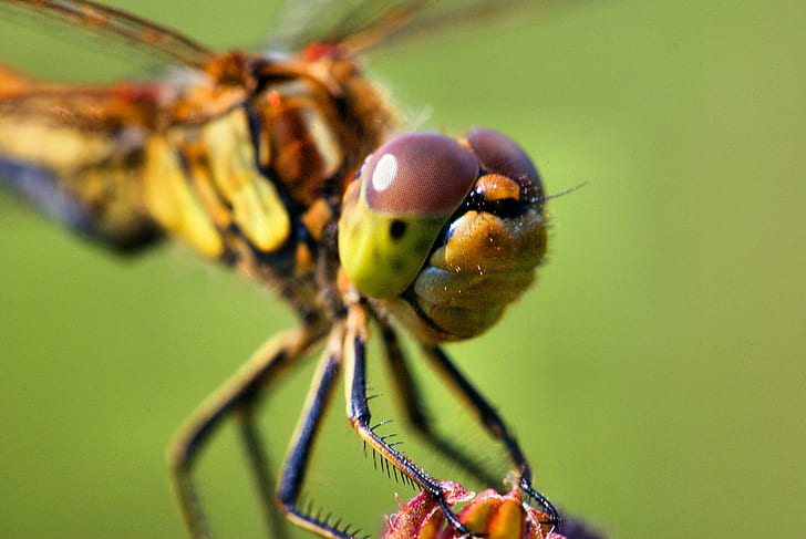 closeup photography of brown and green dragonfly, M42, Pentacon, HD wallpaper