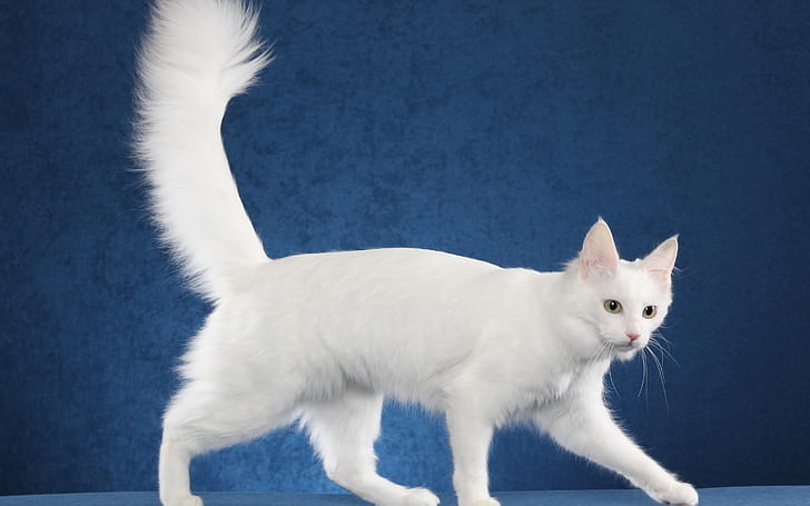 Turkish Angora Cat Photo Shoot, white cat, gorgeous, HD wallpaper