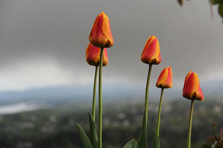 shallow focus photography of orange tulips, tulips, bad weather HD wallpaper